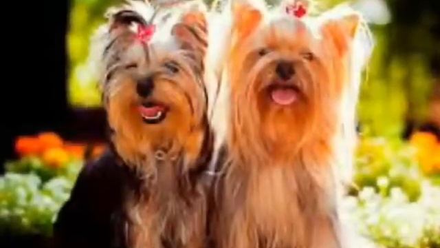 Собаки бываю разные смотреть онлайн