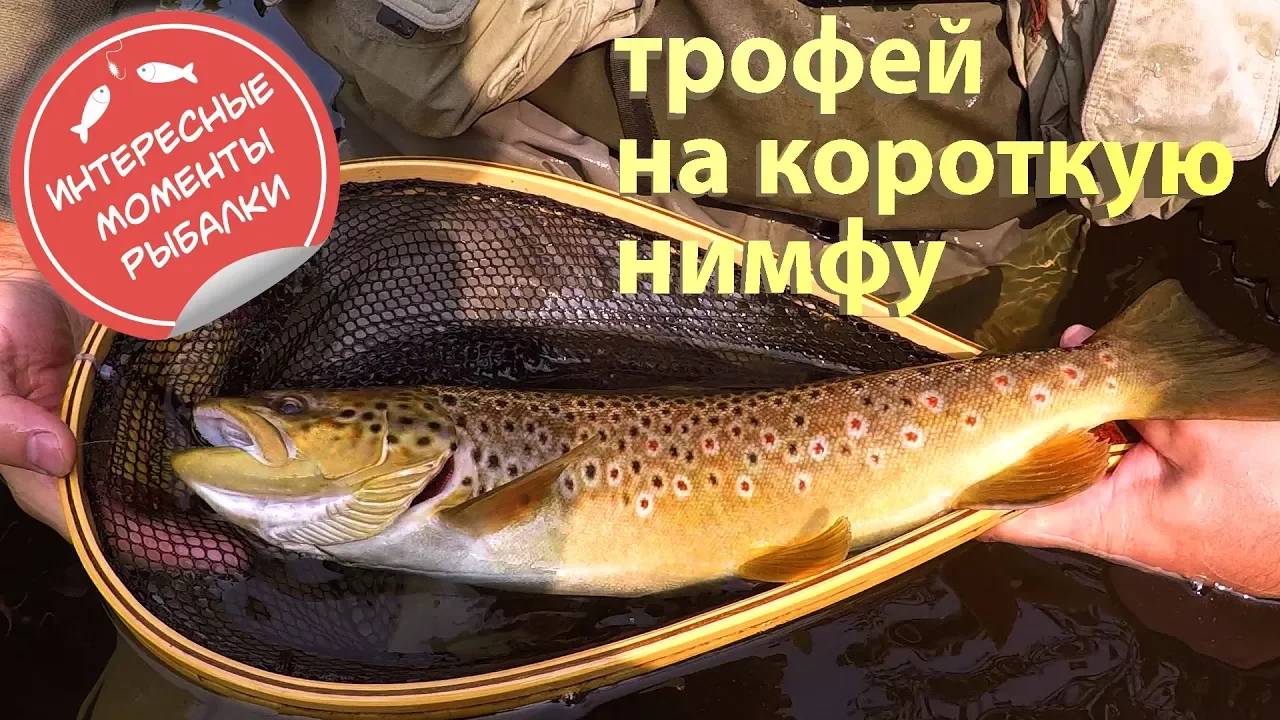 Ловля трофейной форели на короткую нимфу. Polish Nymphing/Czech Nymphing/Nymphing Techniques