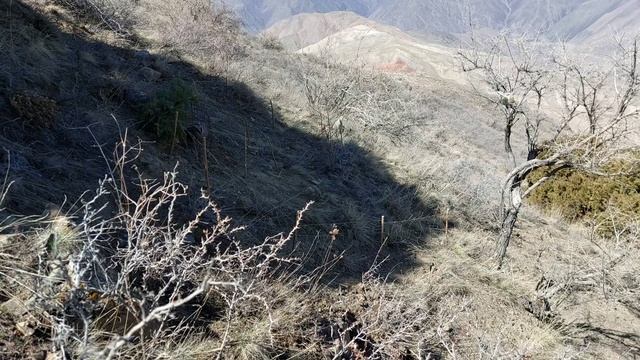 Неудачная охота Шикори Кабк Keklik avi tuzak Охота куропатка Partridge hunting شکار کبک Chukar avi смотреть онлайн