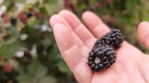 Ежемалина Марион. 15.06.24 г.