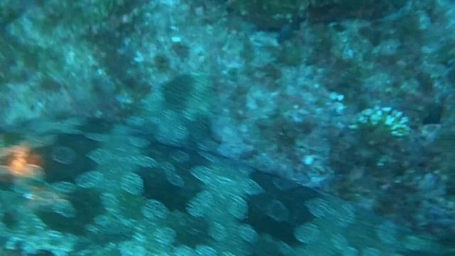Wobbegong swimming смотреть онлайн
