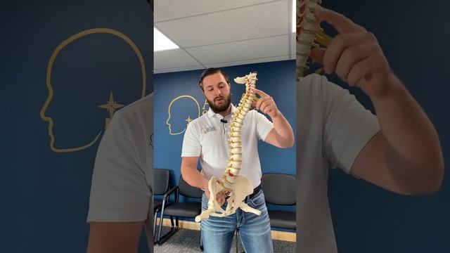 What do you know about the spinal cord? смотреть онлайн