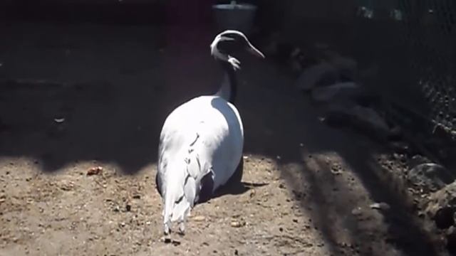 Demoiselle Crane Or Lesser Crane