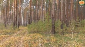 Карьер, где добывают кварцевый стекольный песок