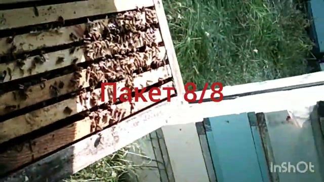 развитие пакетов на 2 июня конец акации. тот самый пакет смотреть онлайн