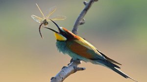 ЗОЛОТИСТАЯ ЩУРКА - разноцветная красавица птица,