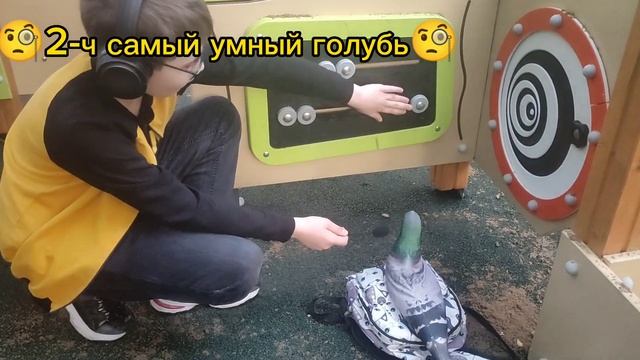 🧐2-ч Самый умный голубь🧐 смотреть онлайн