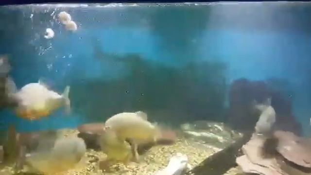 Human Leg Found In Piranha Tank смотреть онлайн