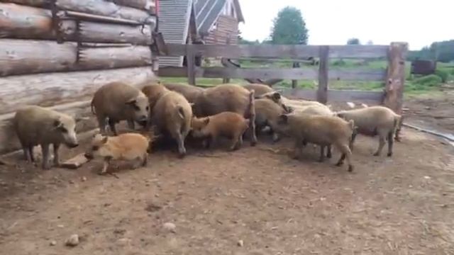 Мангалы ( поросята ) смотреть онлайн