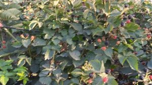 Ежевика Кэддо. 10.07.24 г.