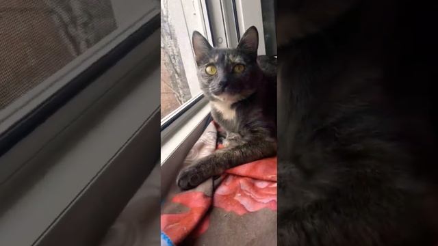 Онахитрая кошка дикая пантера#кошкавеста#красивыекошки#тигрица#пантера#тренды#жизнькота#cat#shorts смотреть онлайн