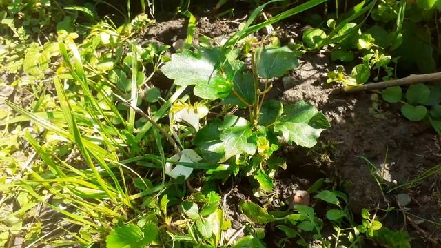 Обломал макушку у клона тополя Советского. Небольшой обзор. смотреть онлайн