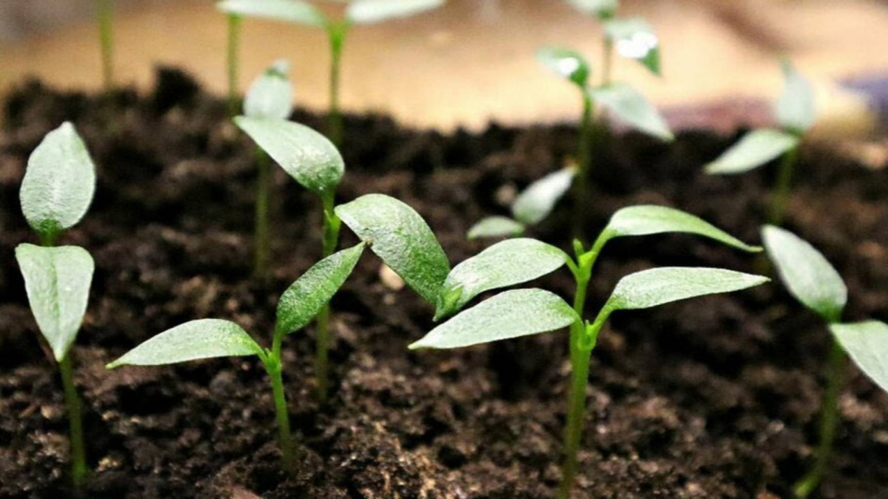 СЕЮ ПЕРЕЦ БЕЗ ЗАМОРОЧЕК и получаю отличный урожай! Когда и как посеять перец на рассаду в 2025 году смотреть онлайн