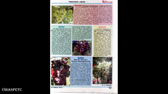 Мой Виноградник № 2 Февраль 2019г смотреть онлайн