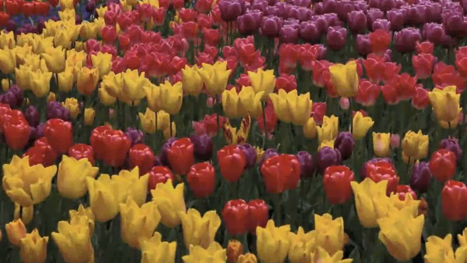 Музыка для Души и Цветы (Beautiful Flowers)