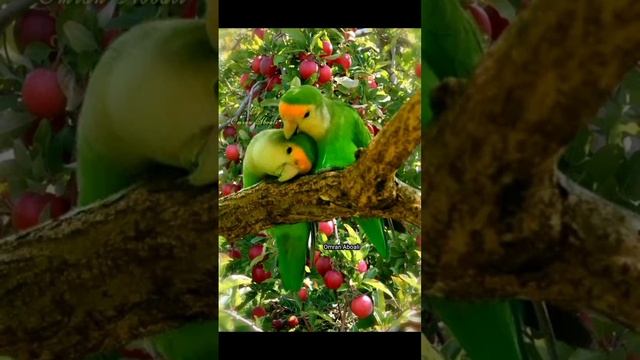 الله خالق وعلى كل شيء قدير смотреть онлайн