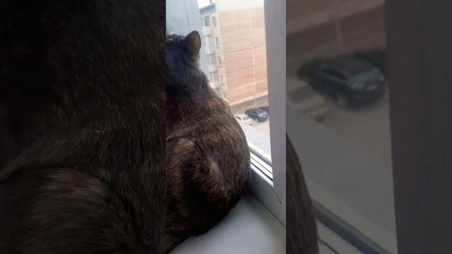 Красивая необычная кошка Веста #кошкавеста#кот#красивыекошки#осень#кошки#магиякошек#добро#2023 смотреть онлайн