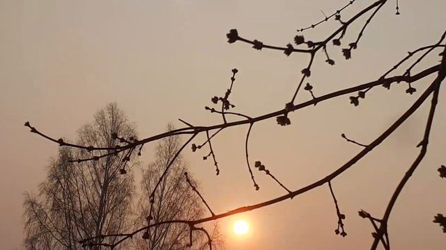 Раннее,апрельское,сказочное утро,рассвет#утро#природа #весна#апрель#красотавокруг #музыкатоп#relax смотреть онлайн