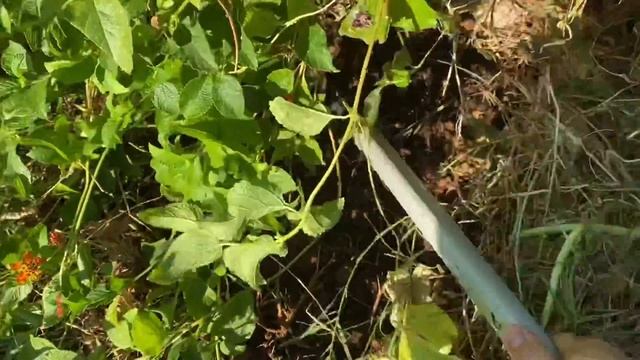 How to Propagate Lantana Plant with Layering смотреть онлайн