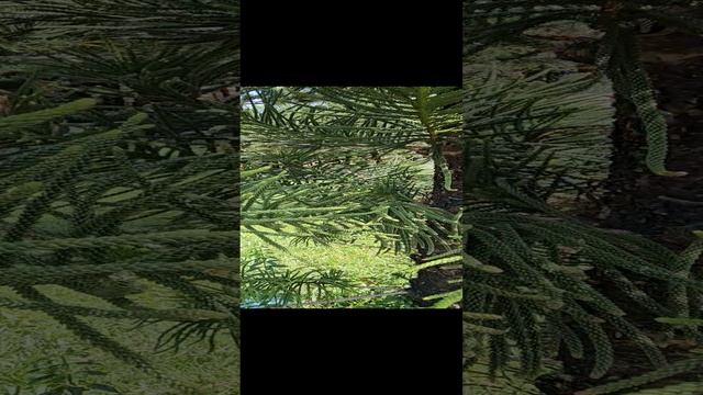 Вьетнамская ель смотреть онлайн