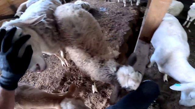 БЕСЯТ ТАКИЕ ! ПОЛ ЗАЛИЛ ! СТРАУСЫ КУПАЮТСЯ ! ХУТОР В ЛЕСУ №430