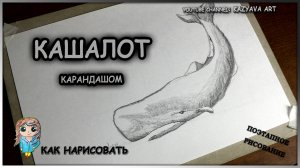 Как нарисовать КАШАЛОТА карандашом. Поэтапное рисование