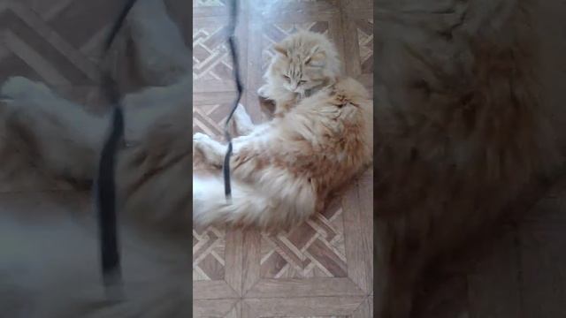 Моё домашнее животное