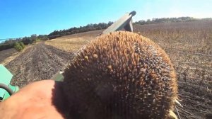 уборка подсолнечника санмарин  421