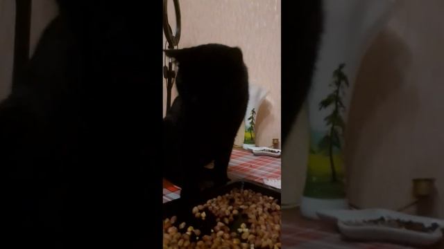 Коттот(малыш) и орешки#коттот#кот#черныйкот #смешныекоты#добро#мойкот смотреть онлайн