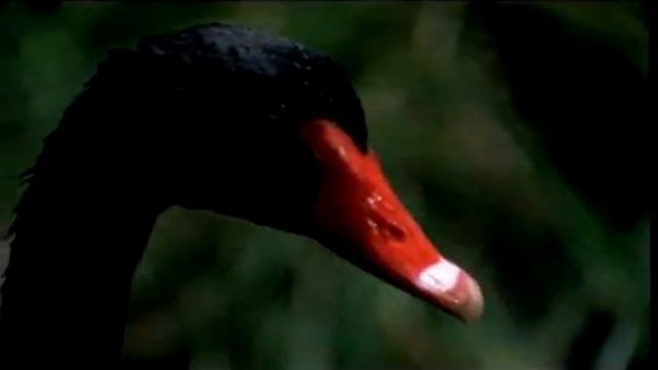 Моисеев Борис - Чёрный лебедь