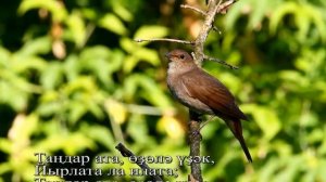 Ай былбылым. Караоке башҡортса һүҙҙәр менән. Башҡорт телдә караоке.