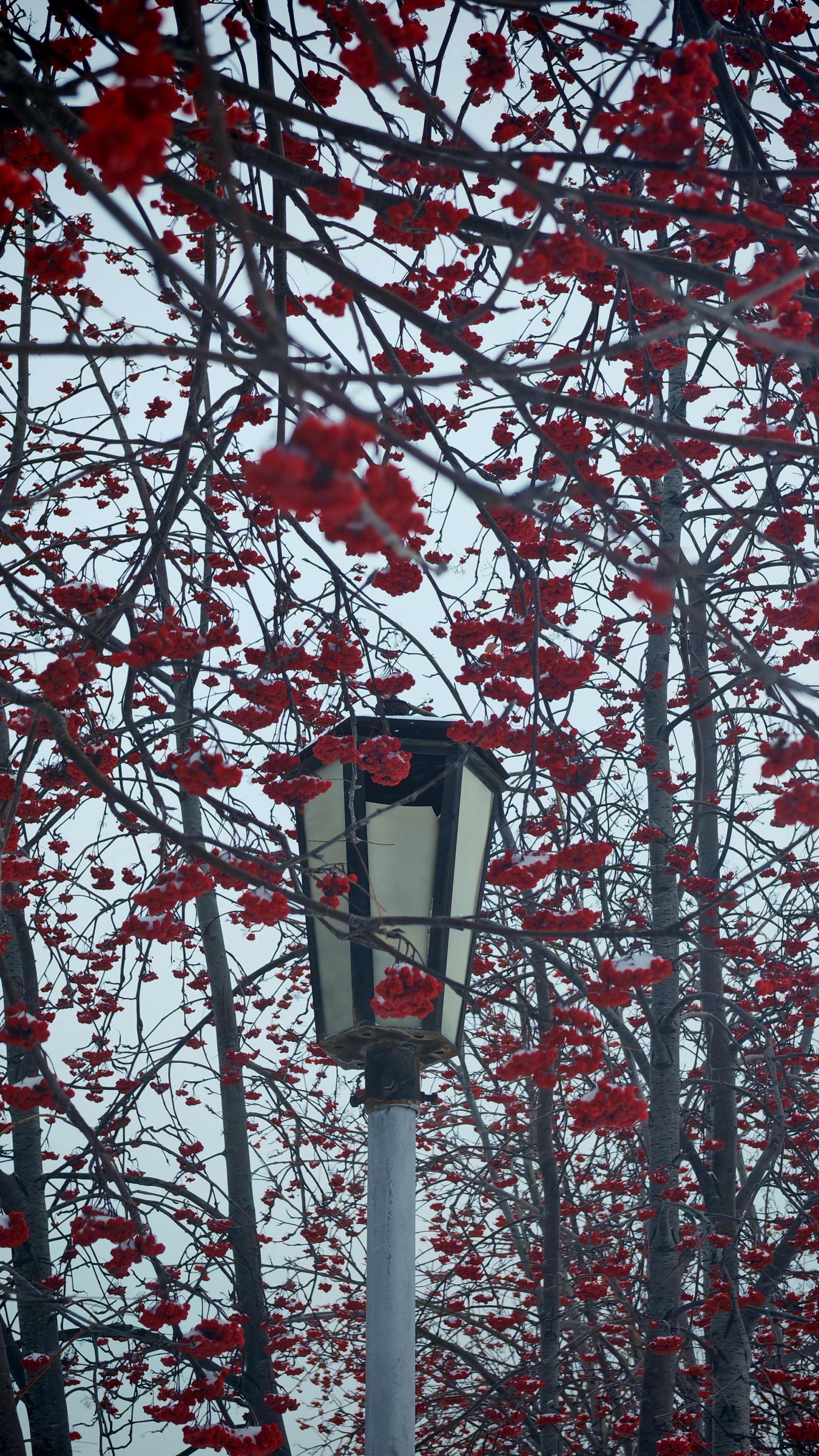 Пусть будет много-много-много-много декабрей у моих дорогих друзей ☃️ смотреть онлайн