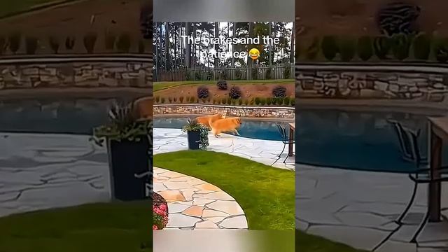 #приколы #смешныевидео #смешно #смех #юмор #прикол #улыбка #смешноевидео #ржака #мемы #шутки # смотреть онлайн