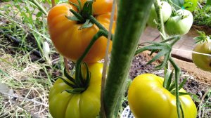 Томат Коршун огромный желтый