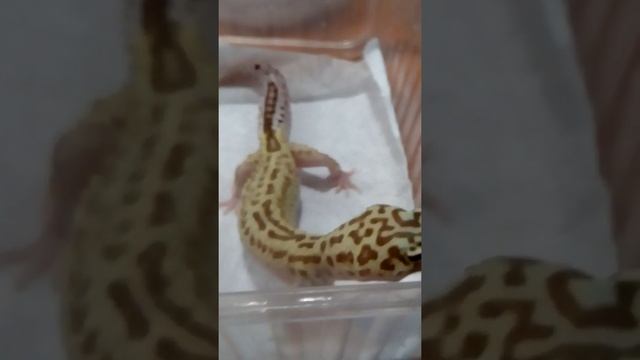 эублефар смотреть онлайн