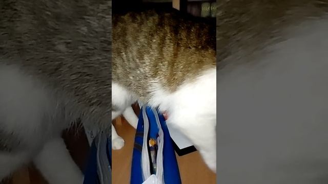 КОШКА ЛЮБИТ ЛАСКИ!ШОК смотреть онлайн