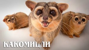Какомицли: Американские шахтерские «кошки» | Интересные факты про енотов