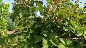 Ежевика Коламбия Санрайз. 14.06.24 г.