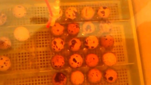 Инкубатор смотреть онлайн