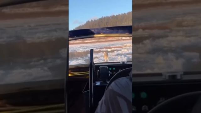 сотрудник МЧС Вологодской области пришёл на помощь земляку, собаку которого унесла река.mp4