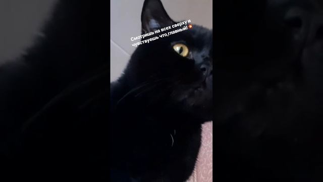 Любимчик#чёрныйкот #бетмен#коттот#коты#мойкот#2023#малыш#красавец#чёрныйпринц#музыкатоп#царьзверей смотреть онлайн