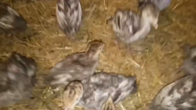 Порецкие индюки смотреть онлайн
