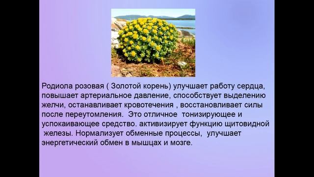 #Bepic Школа по продукту ELEV8 ФУНКЦИИ ПЕЧЕНИ 04 03 2017 смотреть онлайн