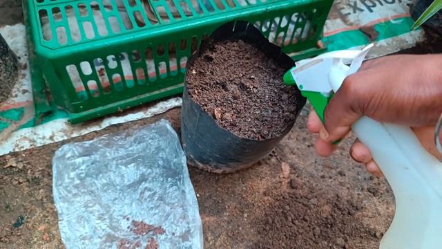 এই গাছটিকে চিনে রাখুন বিয়ের পরে কাঁদতেহবে না / HEALTH BENEFITS OF LOJJABOTY / How to grow sensitiv смотреть онлайн