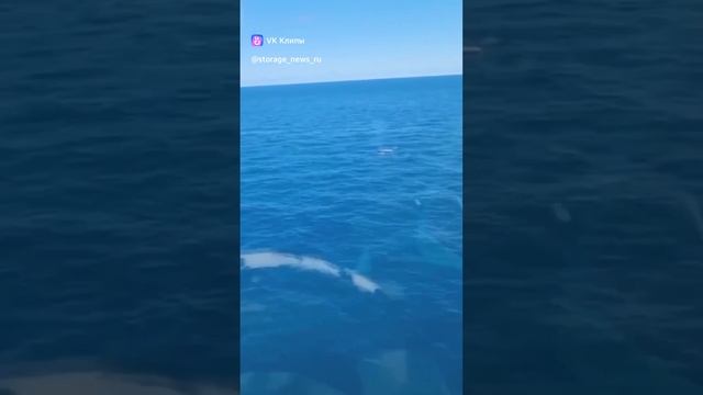 vkclips_20241228094140 смотреть онлайн