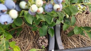 Голубика Спартан, Эмиль и др., пробуем сорта. 26.06.24 г.