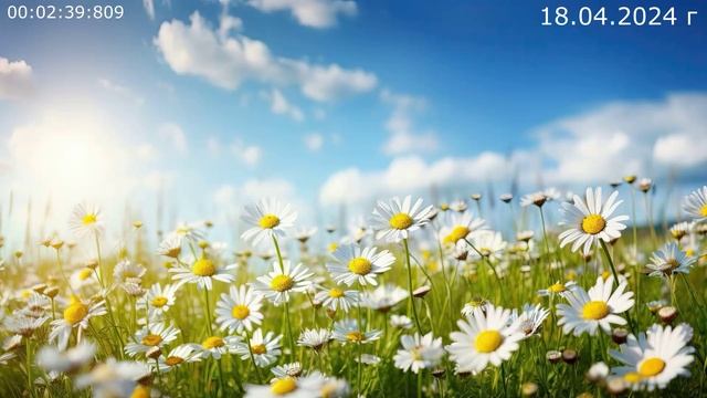 906 Новенький 18.04.2024 г смотреть онлайн