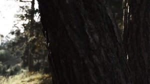 Планета гор - свадьба в горах Архыз