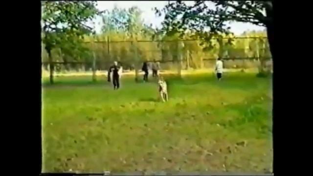 Злой кинолог: догоняй его!