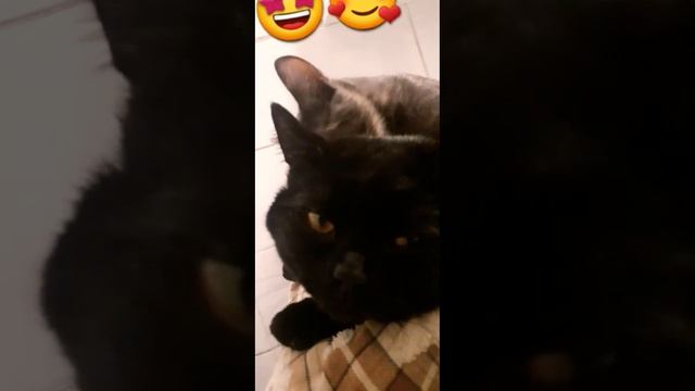 Авеснаскоро?Барин умывается#жизнькота#коттот#мойкот#чёрныйкот#бетмен#смешныевидео#смешныекоты#веста смотреть онлайн